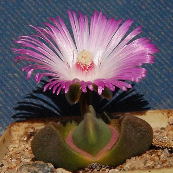 Hot Didymaotus Lapidiformis Exotic Rare Mesemb Living Stones Cacti Seed 50 Seeds