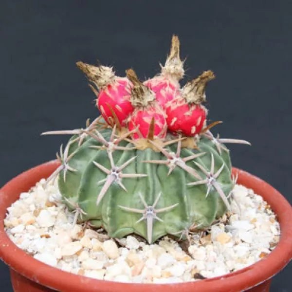Hot Homalocephala Texensis @J@ Horse Crippler Seed 20 Seeds