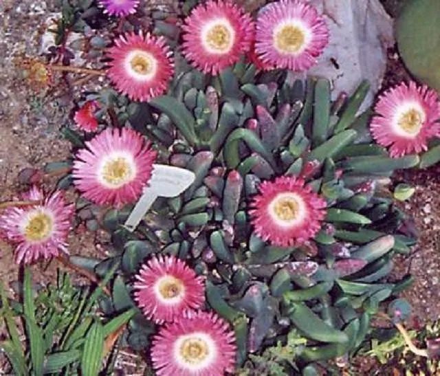 Hot Cephalophyllum Caespitosum Mesemb Cactus Seed 100 Seeds