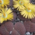 Hot Lithops Hookeri @ Living Stone Succulent Seed 100 Seeds Hot Lithops Hookeri @ Living Stone Succulent Seed 100 Seeds