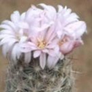 Hot Escobaria Tuberculosa Globular Cacti Rare Flower Miniature Cactus Seed 100 Seeds