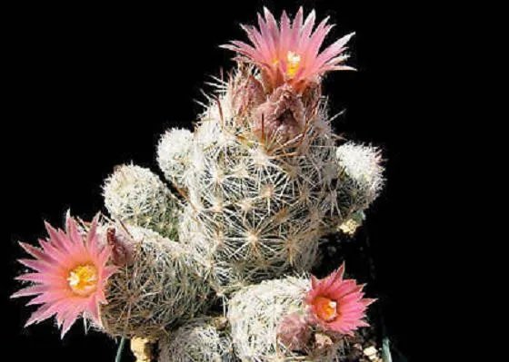 Hot Escobaria Sneedii @ Cacti Rare Exotic Cactus Collection Collector Seed 100 Seeds