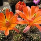 Hot Echinocereus Scheeri @J@ Exotic Flowering Color Cacti Rare Cactus Seed 100 Seeds