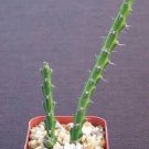 Hot Euphorbia Petricola Rare Succulent Cactus Plant Cacti 2