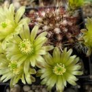 Hot Echinocereus Viridiflorus Rare Flowering Cactus Cacti Flower Aloe Seed 100 Seeds