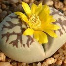 Hot Lithops Dorotheae Living Stone Succulent Seed 100 Seeds Hot Lithops Dorotheae Living Stone Succulent Seed 100 Seeds