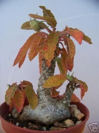 Hot Dorstenia Foetida @J@ Exotic Rare Succulents Caudex Bonsai Cactus Seed 100 Seeds