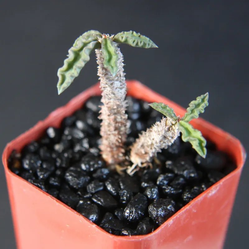 Hot Euphorbia Decaryi Rare Succulent Cactus Plant Agave #2""