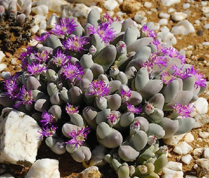 Hot Gibbaeum Pubescens @J@ Rare Mesembs Living Stones Cacti Ice Plant Seed 100 Seeds