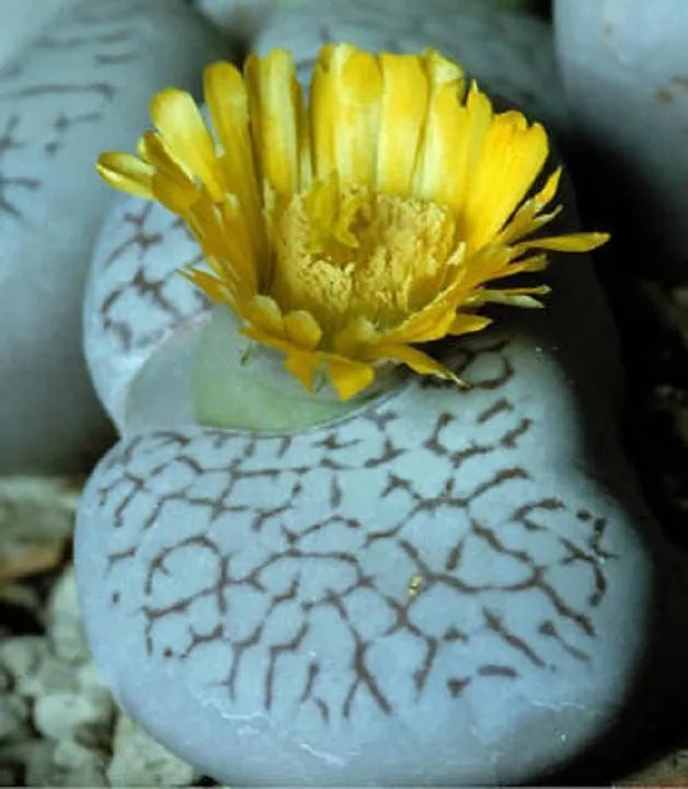 Hot Dinteranthus Vanzylii Rare Mesembs Cacti Seed 100 Seeds