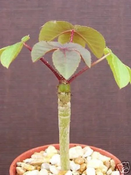 Hot Jatropha Gossypiifolia Rare Succulent Plant Cacti 4 Pot