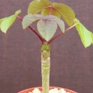 Hot Jatropha Gossypiifolia Rare Succulent Plant Cacti 4 Pot