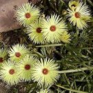 Hot Cephalophyllum Pillansii,Flowering Living Stones Mesembs Cactus Seed 100 Seeds