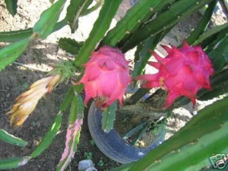 Hot Dragon Fruit @ Pitaya Cactus Exotic Plant Seed 50 Seeds