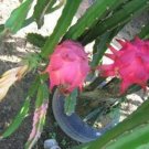 Hot Dragon Fruit @ Pitaya Cactus Exotic Plant Seed 50 Seeds