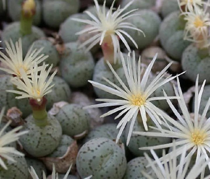 Hot Conophytum Karamoepense Rare Mesemb Cacti Seed 50 Seeds