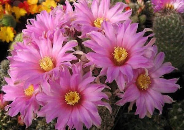 Hot Echinocereus Adustus @@ Exotic Flowering Cacti Rare Flower Cactus Seed 100 Seeds