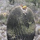 Hot Echinocactus Ingens @J@ Exotic Flowering Cacti Rare Flower Cactus Seed 100 Seeds