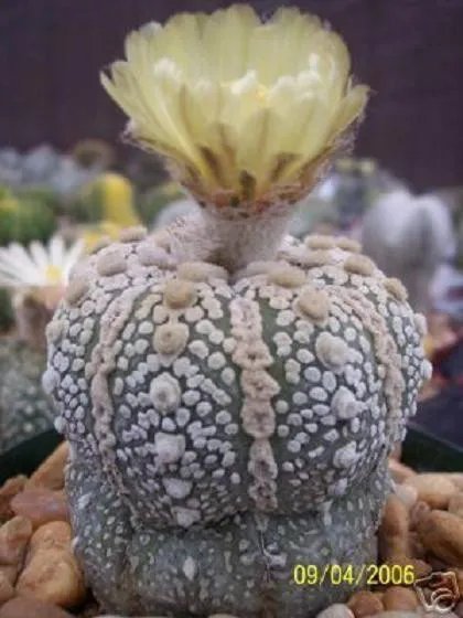 Hot Astrophytum Asterias Super Kabuto Rare Cactus 10 Seeds