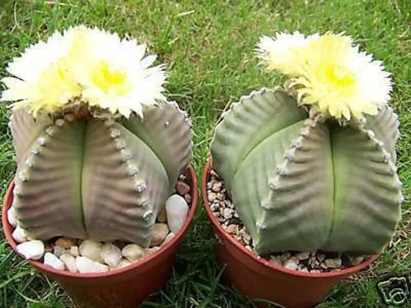 Hot Astrophytum Kiko Nudum Rare Cactus Plant Cacti 15 Seeds