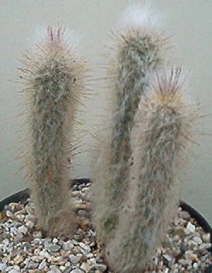 Hot Austrocephalocereus Dybowskii @ Exotic Columnar Cactus Collection Seed 300 Seeds