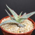 Hot Aloe Cultivar Bright Star, Hybrid Exotic Rare Color Succulent Cacti Plant 4"" Pot