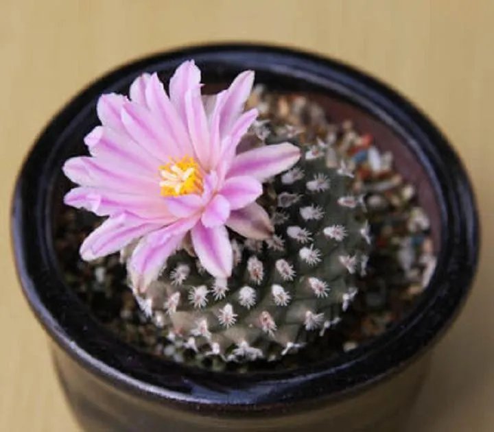 Hot Pediocactus Knowltonii Exotic Rare Globular Cactus Succulent Cacti Seed 10 Seeds