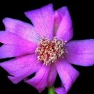 Hot Pereskia Quisquellana Rare Succulent Plant Cacti Exotic Cactus Collection 4""Pot