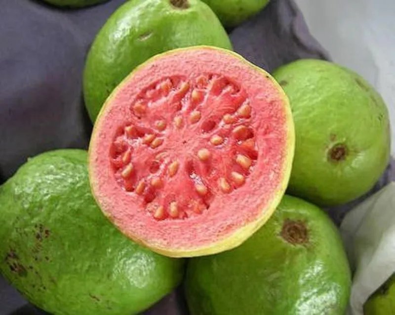 Hot Guava Tropical Fruit Psidium Guajava Exotic Tree Seed Edible Guayaba 15 Seeds