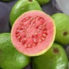 Hot Guava Tropical Fruit Psidium Guajava Exotic Tree Seed Edible Guayaba 15 Seeds