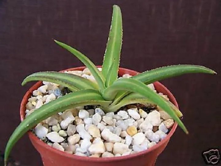 Hot Agave Nizandensis, Rare Succulent Plant Cactus Aloe Exotic Collection Cacti 4""