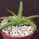 Hot Agave Nizandensis, Rare Succulent Plant Cactus Aloe Exotic Collection Cacti 4""