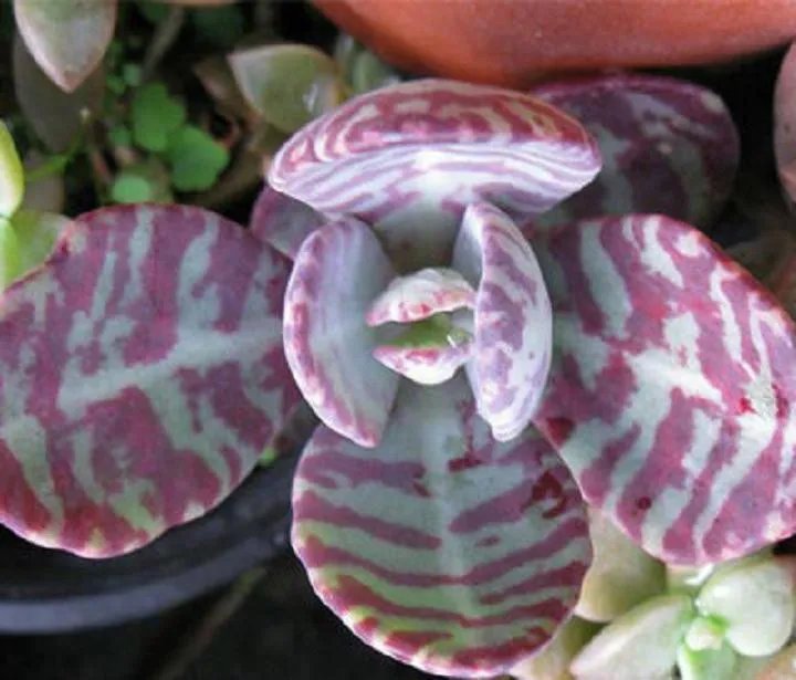 Hot Kalanchoe Humilis Rare Cacti Mesembs Huernia Red Succulents Cactus Seed 15 Seeds