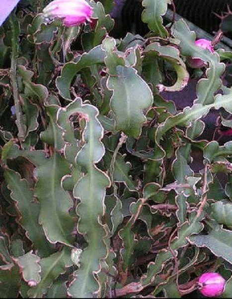 Hot Epiphyllum Curly Locks Exotic Rare Cacti Cactus Succulent Hanging Seed 100 Seeds