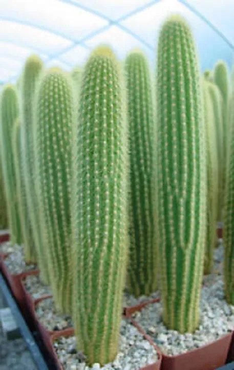 Hot Weberbauerocereus Johnsonii, Columnar Cacti Outdoor Garden Cactus Seed 20 Seeds