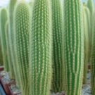 Hot Weberbauerocereus Johnsonii, Columnar Cacti Outdoor Garden Cactus Seed 20 Seeds