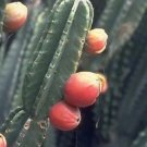 Hot Cereus Peruvianus Grafting Stock Grafted Cacti Night Flower Cactus Seed 30 Seeds