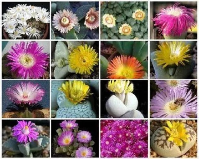 Hot Mesembs Variety Mix @J@ Succulent Cactus Living Stone Cacti Exotic Seed 15 Seeds