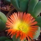Hot Cheiridopsis Pillansii Exotic Rare Mesembs Living Stone Cacti Aloe Seed 15 Seeds