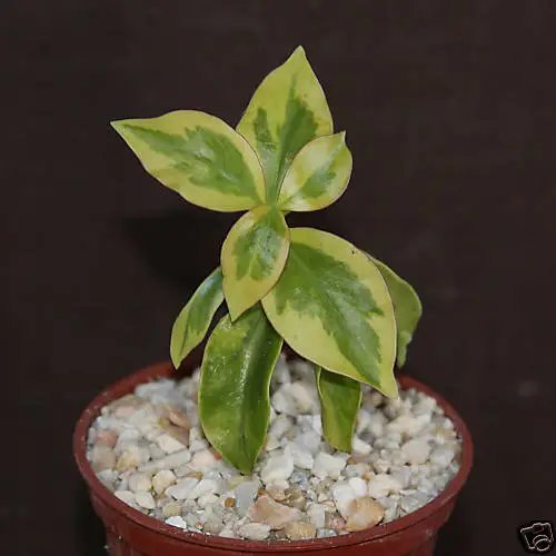 Hot Pereskia Aculeata Variegated Rare Plant Cactus 4"" Pot V
