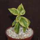 Hot Pereskia Aculeata Variegated Rare Plant Cactus 4"" Pot V