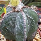 Hot Astrophytum Myriostigma Fukuryu Rare Cactus 15 Seeds