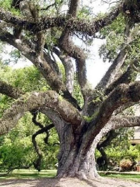 Hot Quercus Virginiana Live Oak @@ Tree Bonsai Seed 5 Seeds