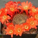 Hot Rebutia Wessneriana @@ Exotic Rare Cactus Seed 20 Seeds
