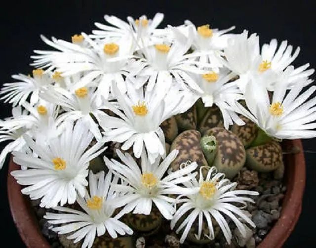 Hot Lithops Karasmontana, Living Stone Cactus Seed 15 Seeds