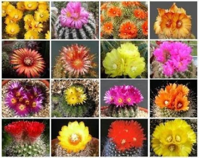Hot Parodia Variety Mix Flowering Cactus Seed 30 Seeds Look