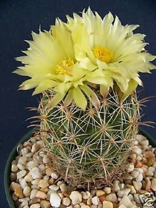 Hot Coryphantha Cornifera @ Rare Cactus Seed Cacti 15 Seeds