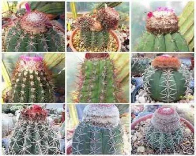 Hot Melocactus Variety Mix Cacti Rare Cactus Seed 100 Seeds