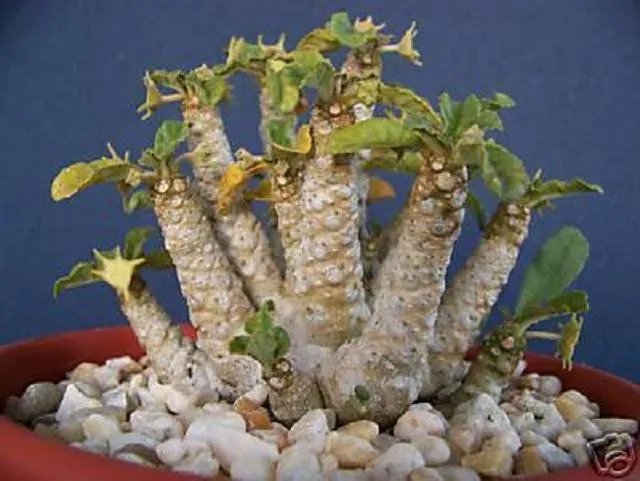 Hot Dorstenia Sp Exotic Rare Succulents Seed Cacti 10 Seeds