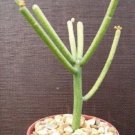 Hot Euphorbia Tirucalli @ Pencil Cactus Plant Succulent 4""